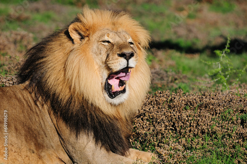 A Kalahari lion  Panthera leo  in the Addo Elephant National Par