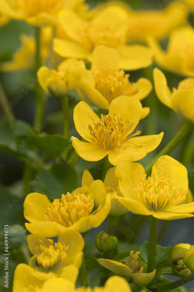 Marsh marigold, Caltha palustris Marsh marigold, Caltha palustris