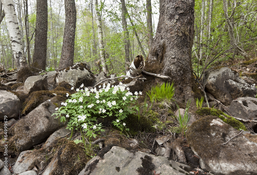 Wood anemones blooming at dry river bank Wood anemones blooming at dry river bank