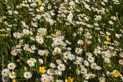 Spring meadow with daisies flowers as floral background photo