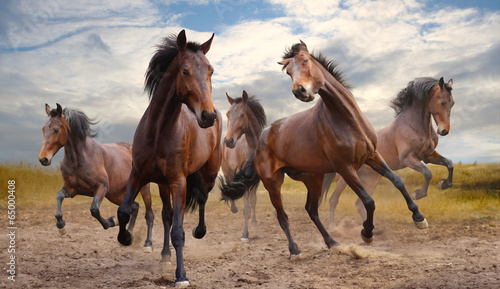 Fotografia herd of horses