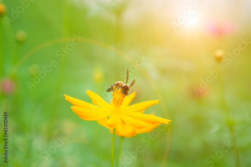 Bee on pollen of yellow flower and sun light © khuntapol