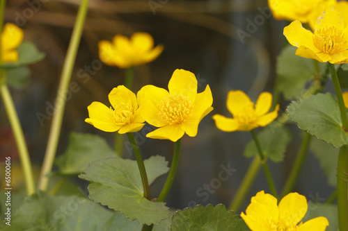 Sumpfdotterblume (Caltha palustris) photo