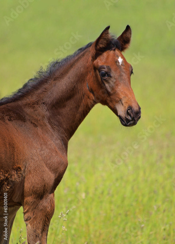 Portrait of young horse on a natural green background