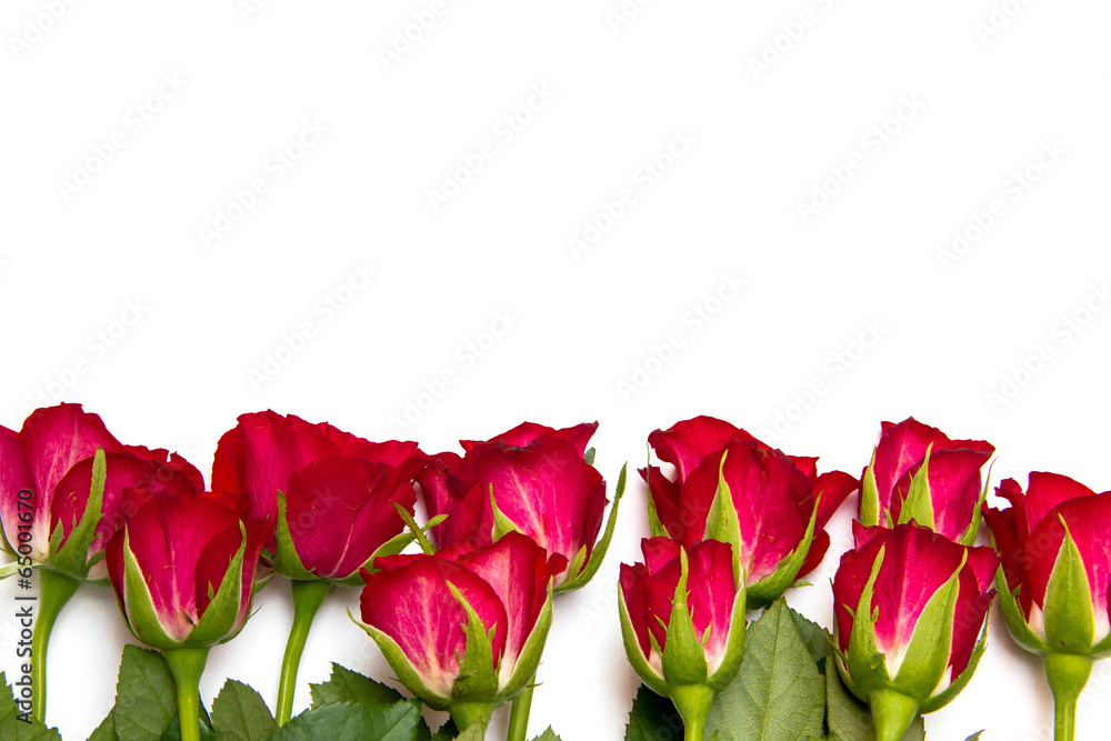 Red roses from below Red roses from below