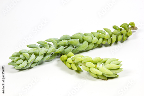 Studio Shot Stems of Succulent DonkeyTail Plant photo