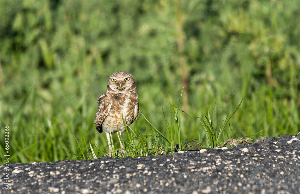 Fototapeta premium Burrowing Owl