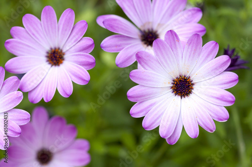 Composite white and purple flowers