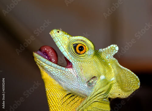 Head chameleon selective focus on eye
