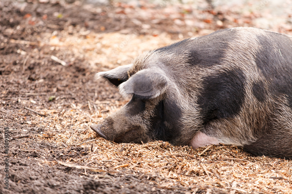 pigs on the farm