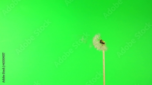 blowing dandelion