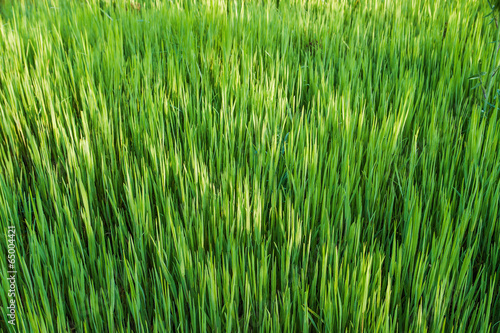 зеленая трава