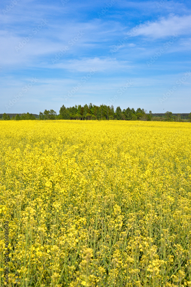 Rapeseed field in May