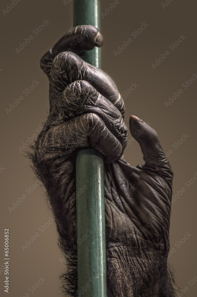 Fototapeta premium Hand of chimpanzee.