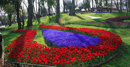 Tulip Garden in Emirgan Wood,Istanbul photo