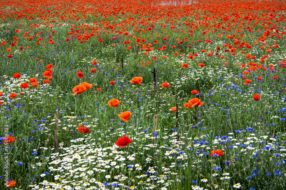 Landscape with poppies and chamomile-13