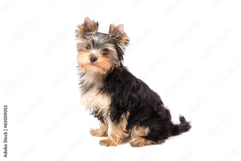 Adorable and cute puppy of yorkshire terrier . Isolated on white Adorable and cute puppy of yorkshire terrier . Isolated on white