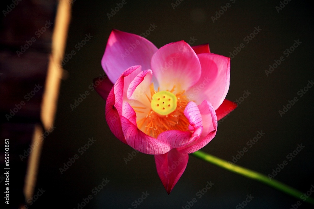 Fototapeta premium The image of beautiful nature in Asia