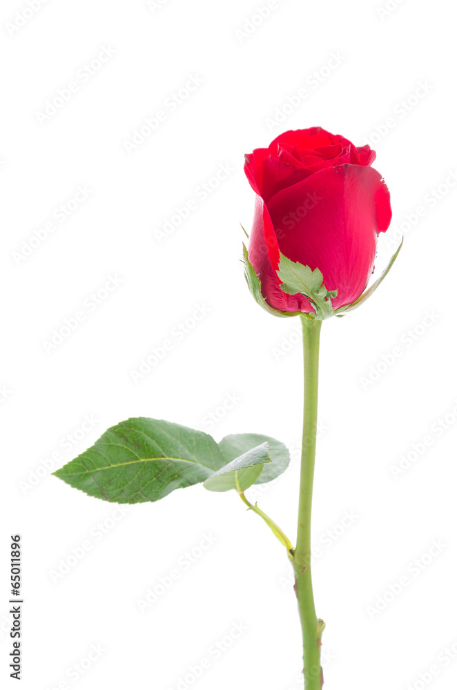Red rose Red rose