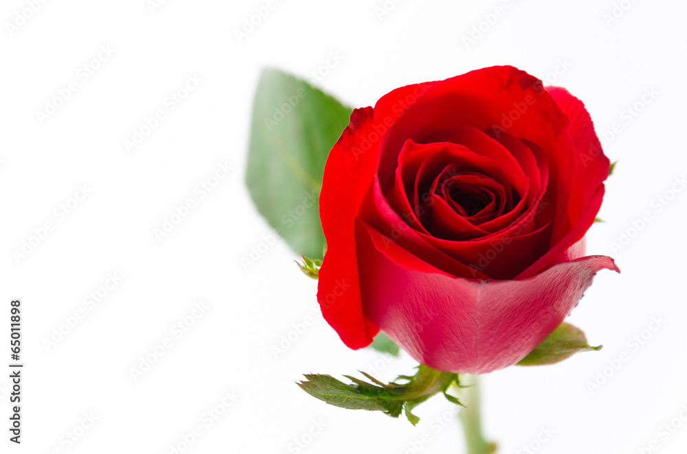 Red rose Red rose