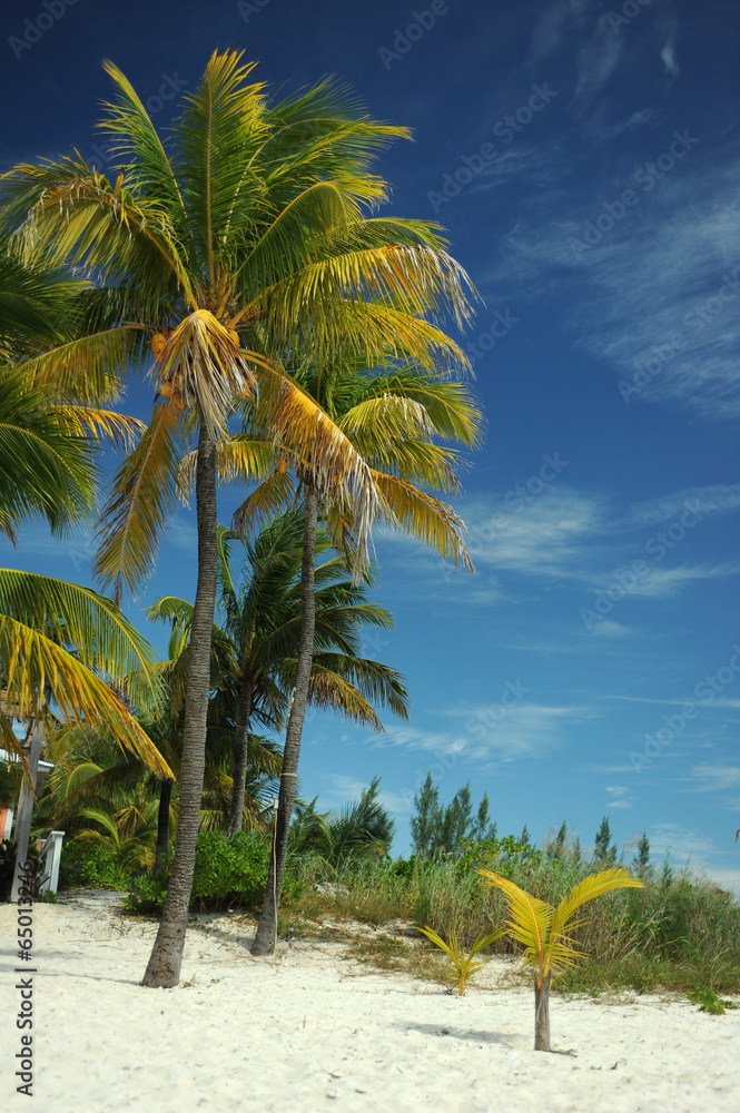 Coconut palm trees at empty tropical beach of Bahamas