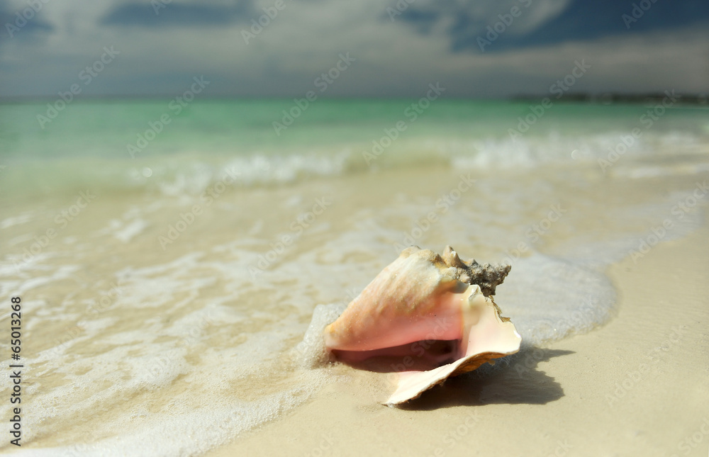 Pink conch seashell on tropical beach Pink conch seashell on tropical beach