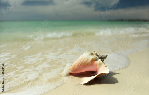 Pink conch seashell on tropical beach