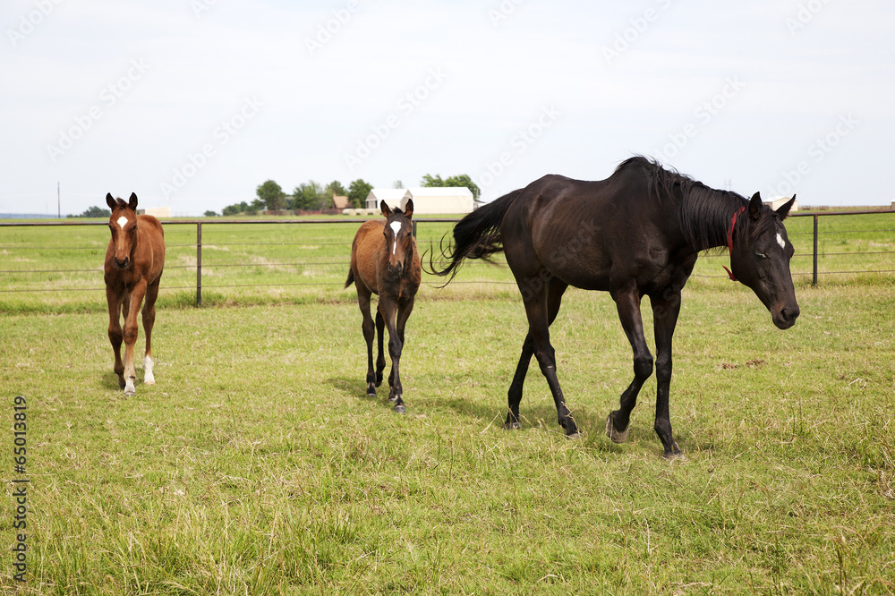 Color image of three horses grazing in green meadow