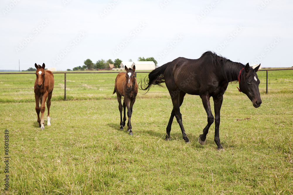 Obraz premium Color image of three horses grazing in green meadow
