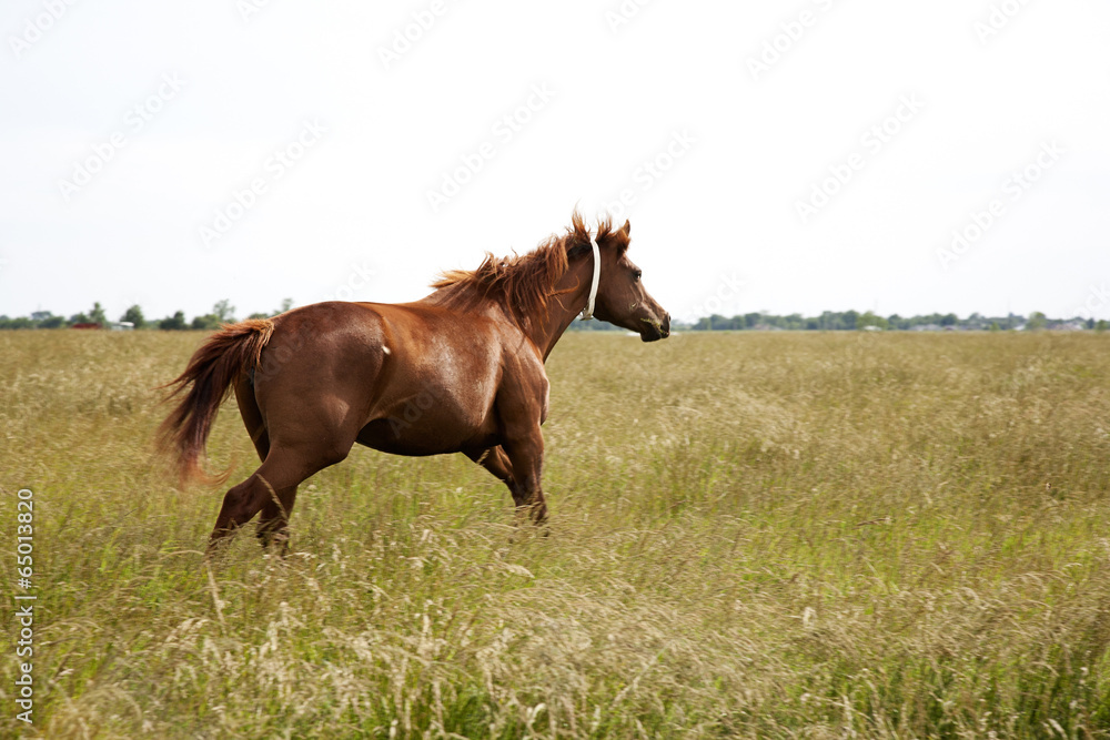 Obraz premium A brown throughbred horse mare running field