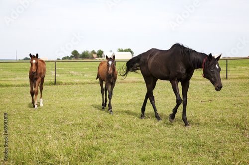 Color image of three horses grazing in green meadow