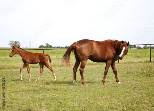 A horse mare and foal playing and grazing on green meadow