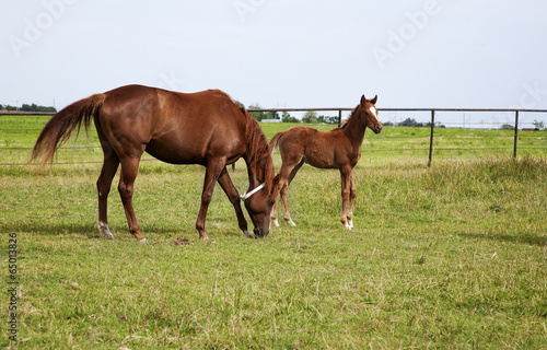 A horse mare and foal playing and grazing on green meadow