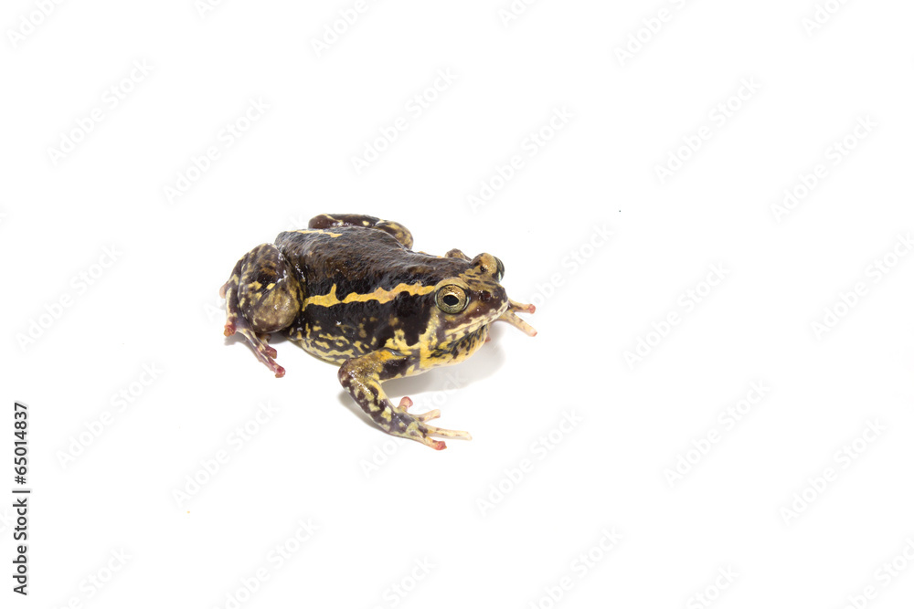 Fototapeta premium Animal Mating isolate on white