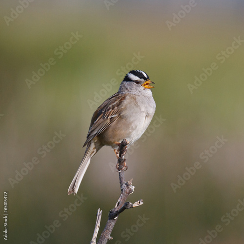 White-crowned Sparrow © wildphoto4