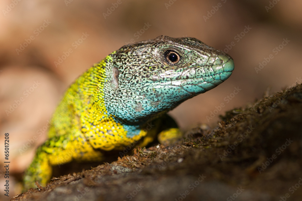 Fototapeta premium Nice yellow and blue lizard