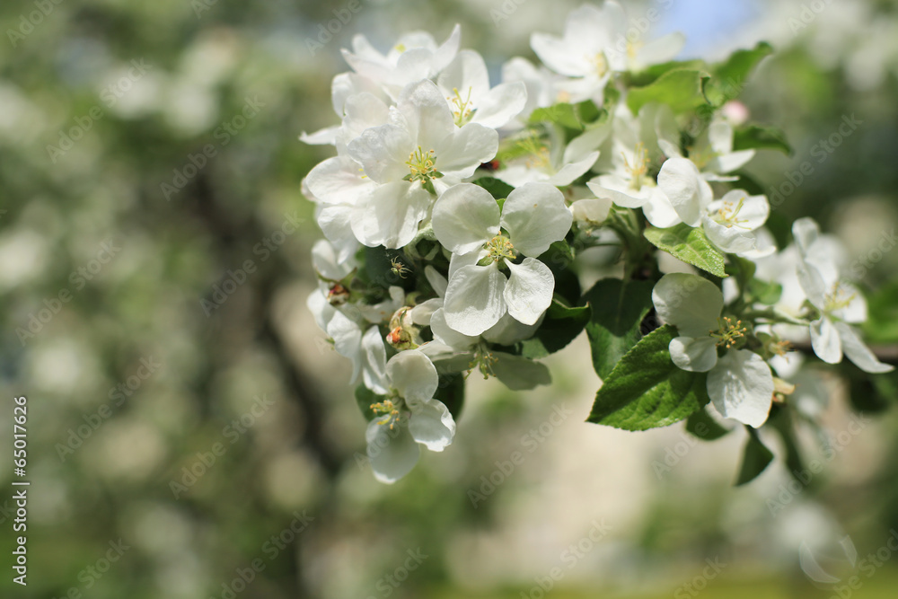 Obraz premium White flowers Apple trees in the spring, nature