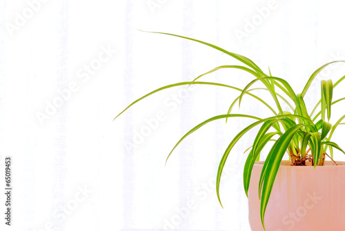 Foliage plant