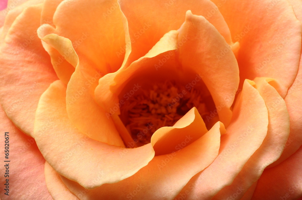 Orange and pink rose flower Orange and pink rose flower