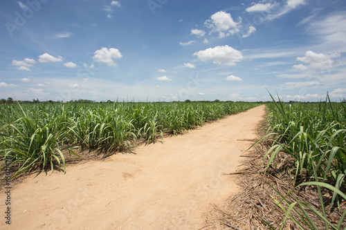 sugarcane farm with blue sky