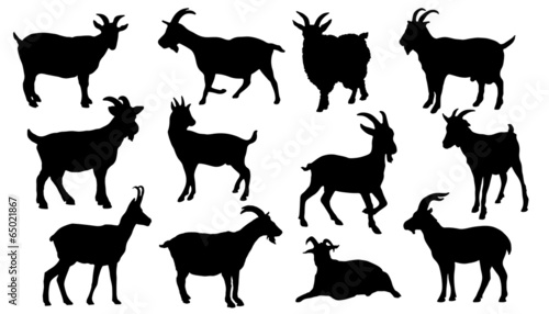 Canvas Print goat silhouettes