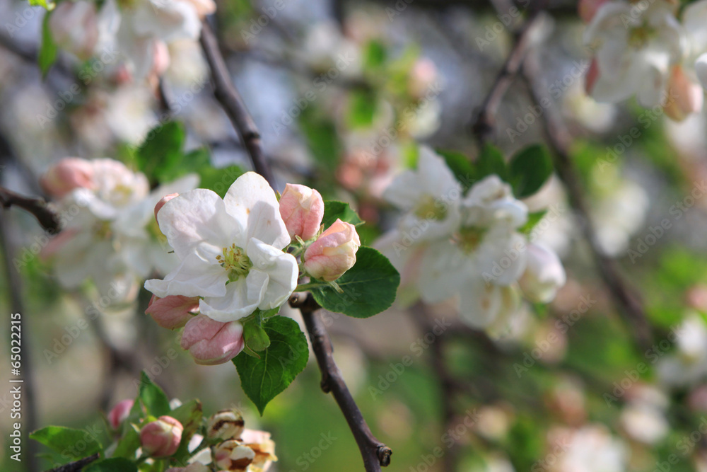 Apfelblüte Obstbaumblüte im Frühling