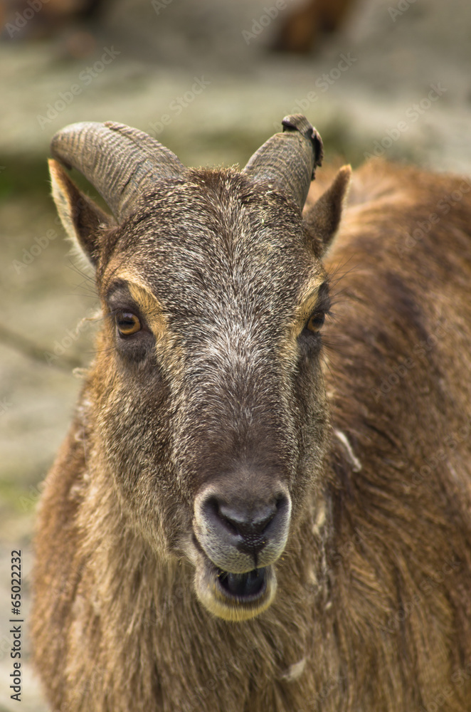 Eland antelope at Schoenbrunn park Zoo in Vienna Eland antelope at Schoenbrunn park Zoo in Vienna