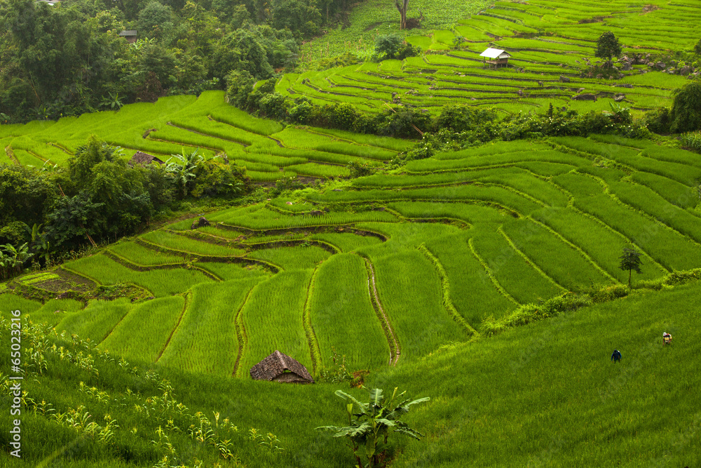 Rice fields on terraced of Mu Cang Chai, YenBai, Vietnam. Rice f Rice fields on terraced of Mu Cang Chai, YenBai, Vietnam. Rice f