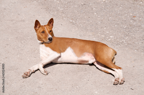 Dog lying in the roadway