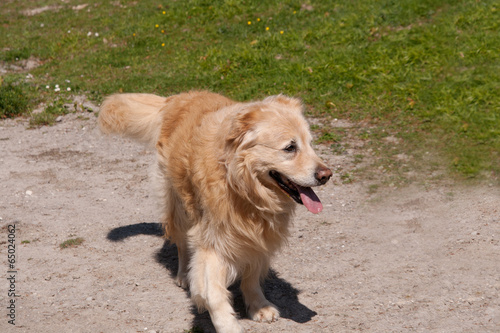 Large dog walking out of the picture photo