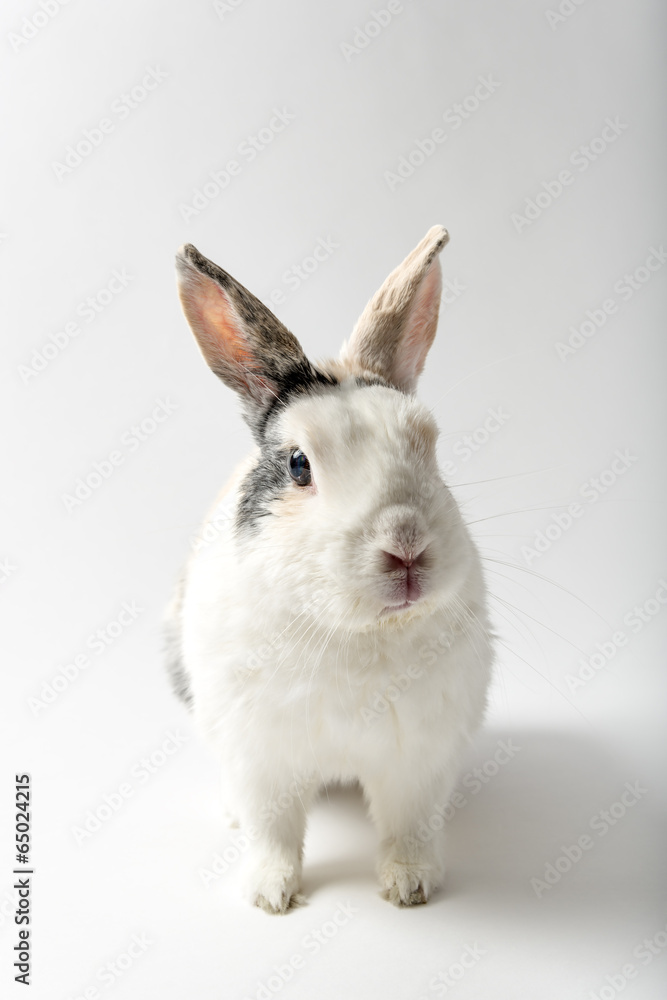 Obraz premium Image of sitting rabbit