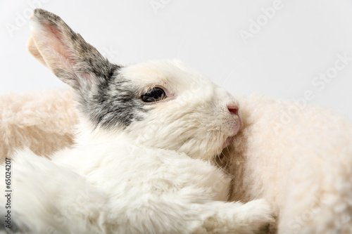 Rabbit on white