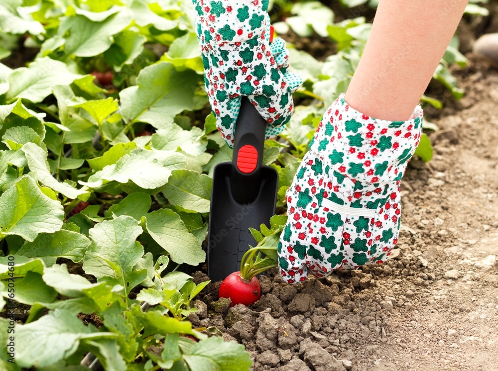 Fototapeta premium Radish Harvest