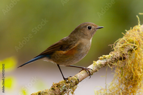 Female Himalayan Bluetail or Himalayan Red-flanked Bush-robin (T photo